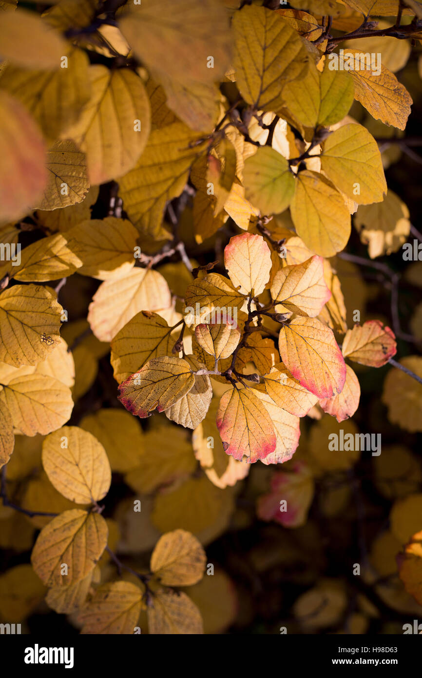 Closeup of Autumn Linden leaves Stock Photo