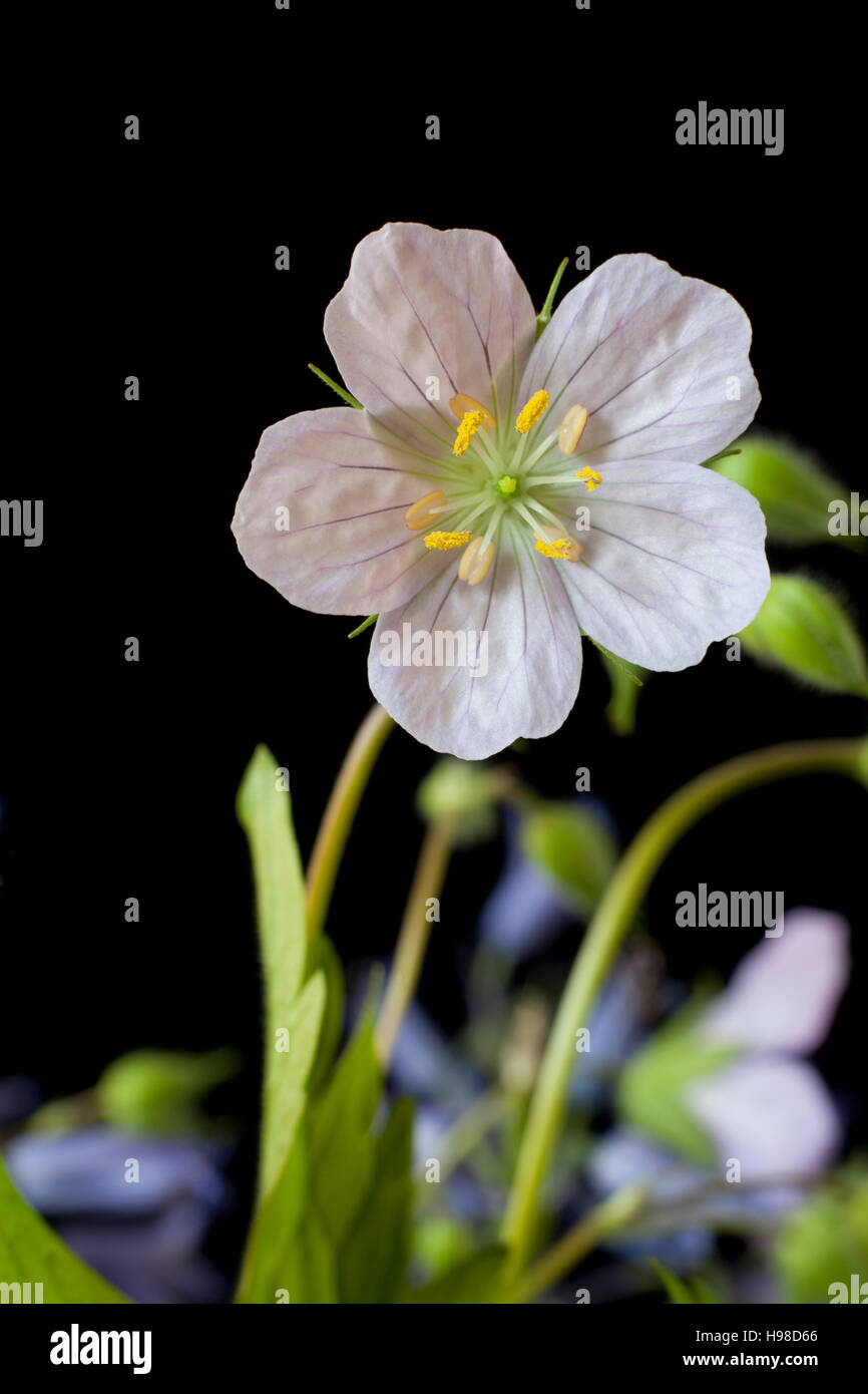 Closeup of wildflower on black background Stock Photo