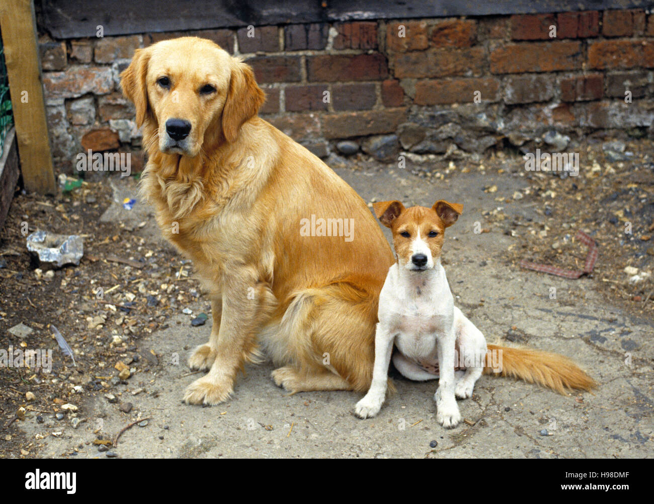 Golden Retriever and Jack Russel dogs Stock Photo