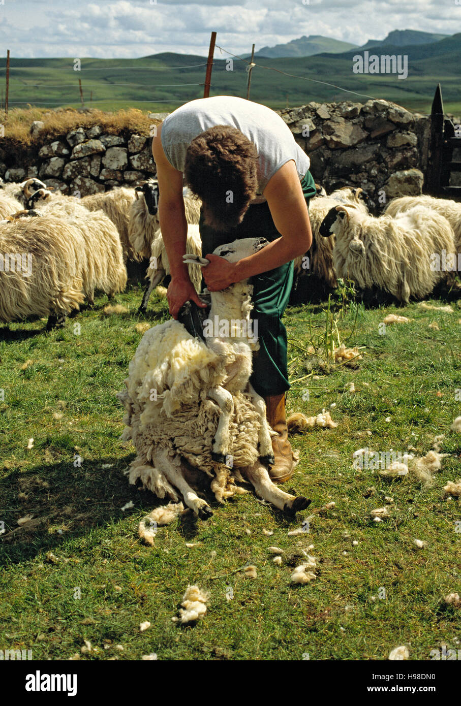 Sheep shearing, Isle of Skye, Scotland, United Kingdom Stock Photo - Alamy