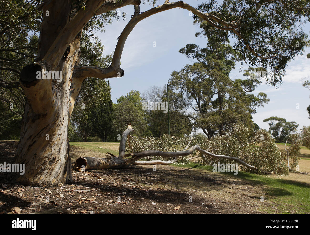 Branch broken off from an old eucalyptus tree, due to the prolonged