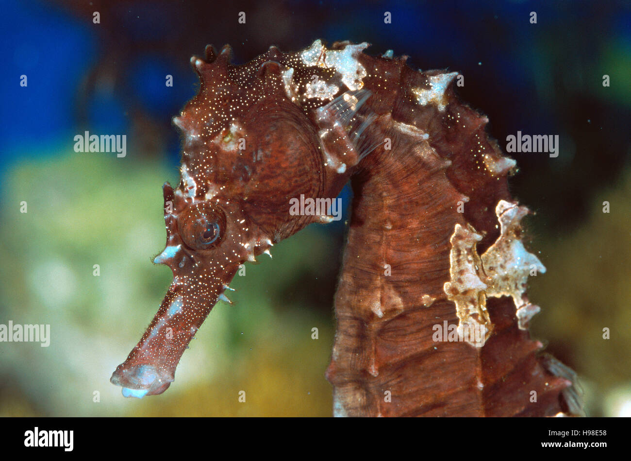 Kuda seahorse (Hippocampus kuda) Stock Photo
