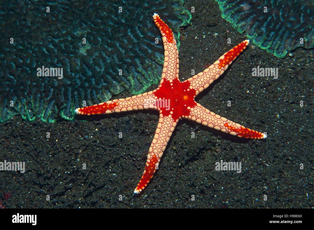 Red Tile Starfish (Fromia monilis), Tulamben, Bali, Indonesia Stock Photo