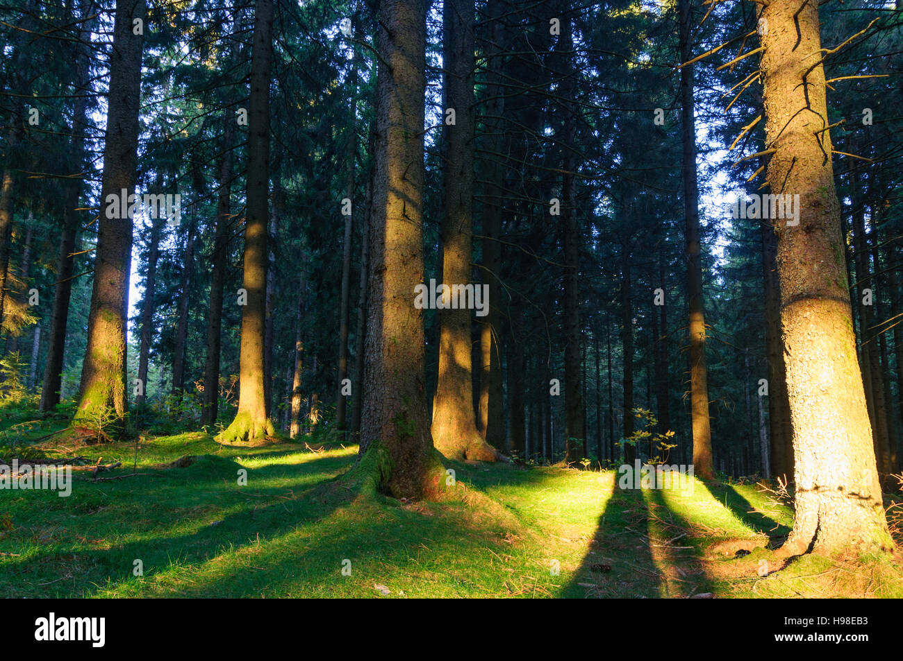 Furtwangen im Schwarzwald: forest: Common Spruce (Picea abies), shadows of tree, Schwarzwald, Black Forest, Baden-Württemberg, Germany Stock Photo
