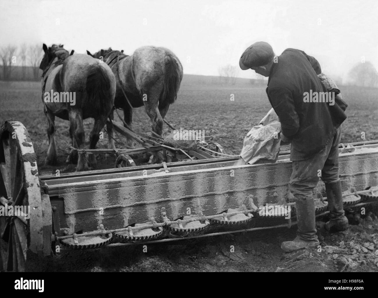 FARMING fertilizers spreading with machine in agriculture for spring sowing in 1940s Stock Photo