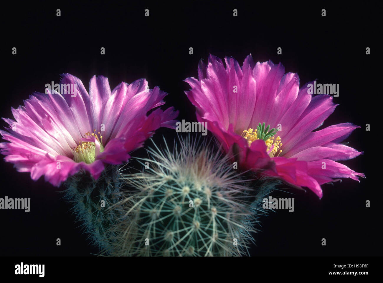 ECHINOCEREUS BAILEYI Flowering Cactus Stock Photo