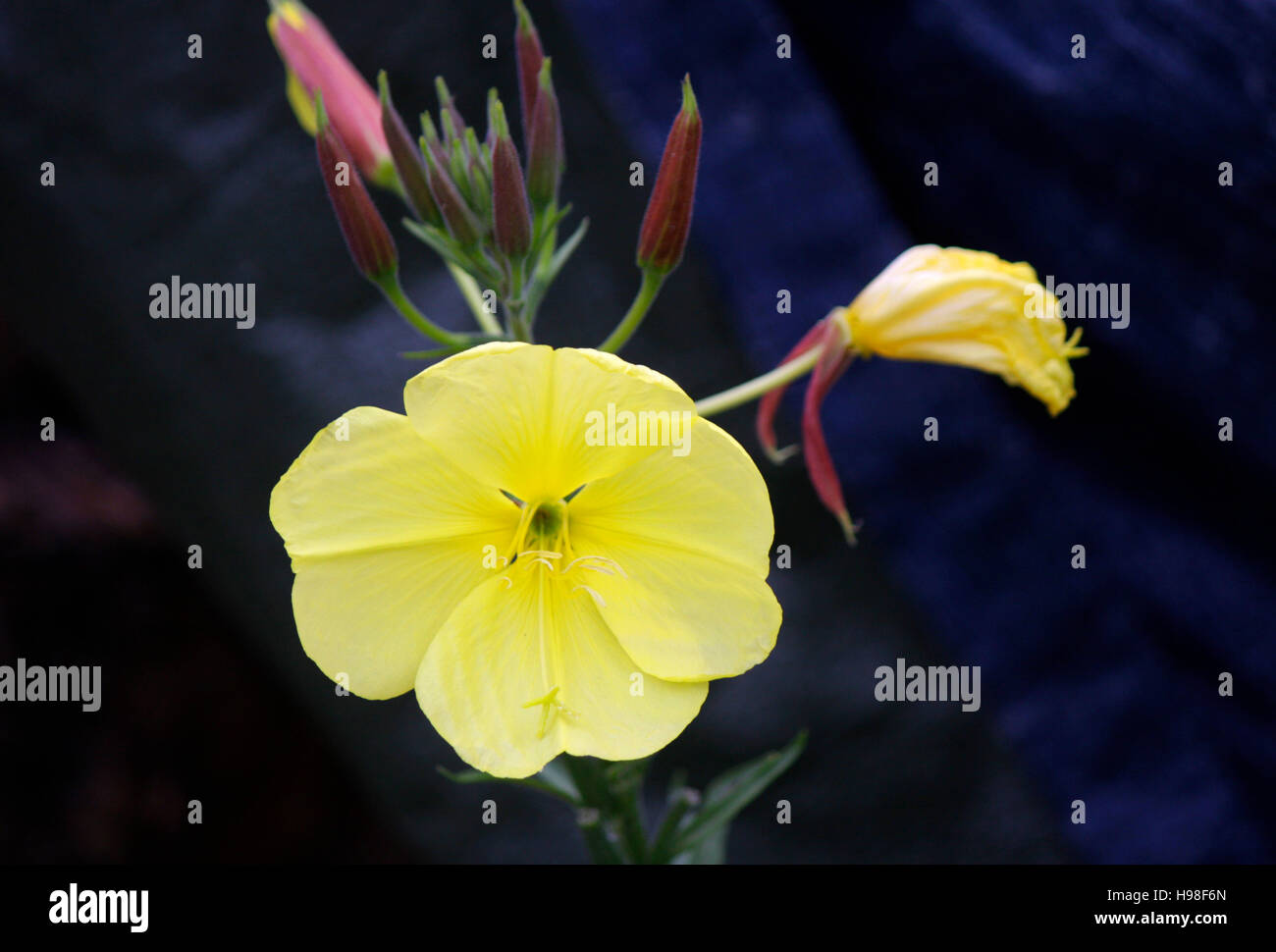 Blume, Alpen, Oesterreich. Stock Photo