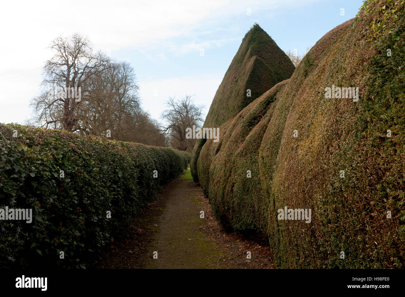 A yew hedge near St. Edward the Confessor Church, Shalstone, Buckinghamshire, England, UK Stock Photo