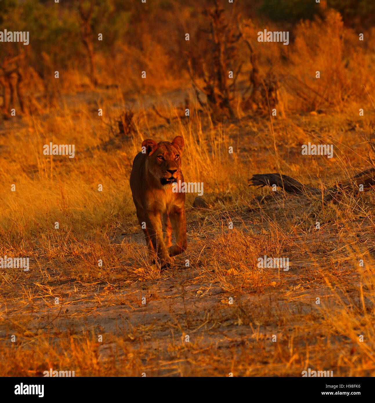 Sleepy lions in the heat of the day hardly ever move seeking shade or a more comfortable position  whilst Cubs are restless Stock Photo