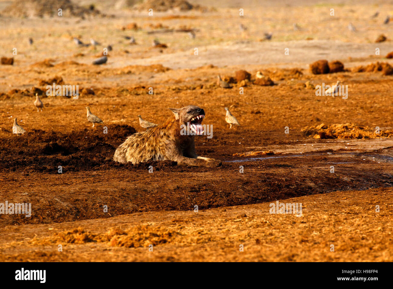 Spotted Hyena are scavengers who do really well during droughts when
