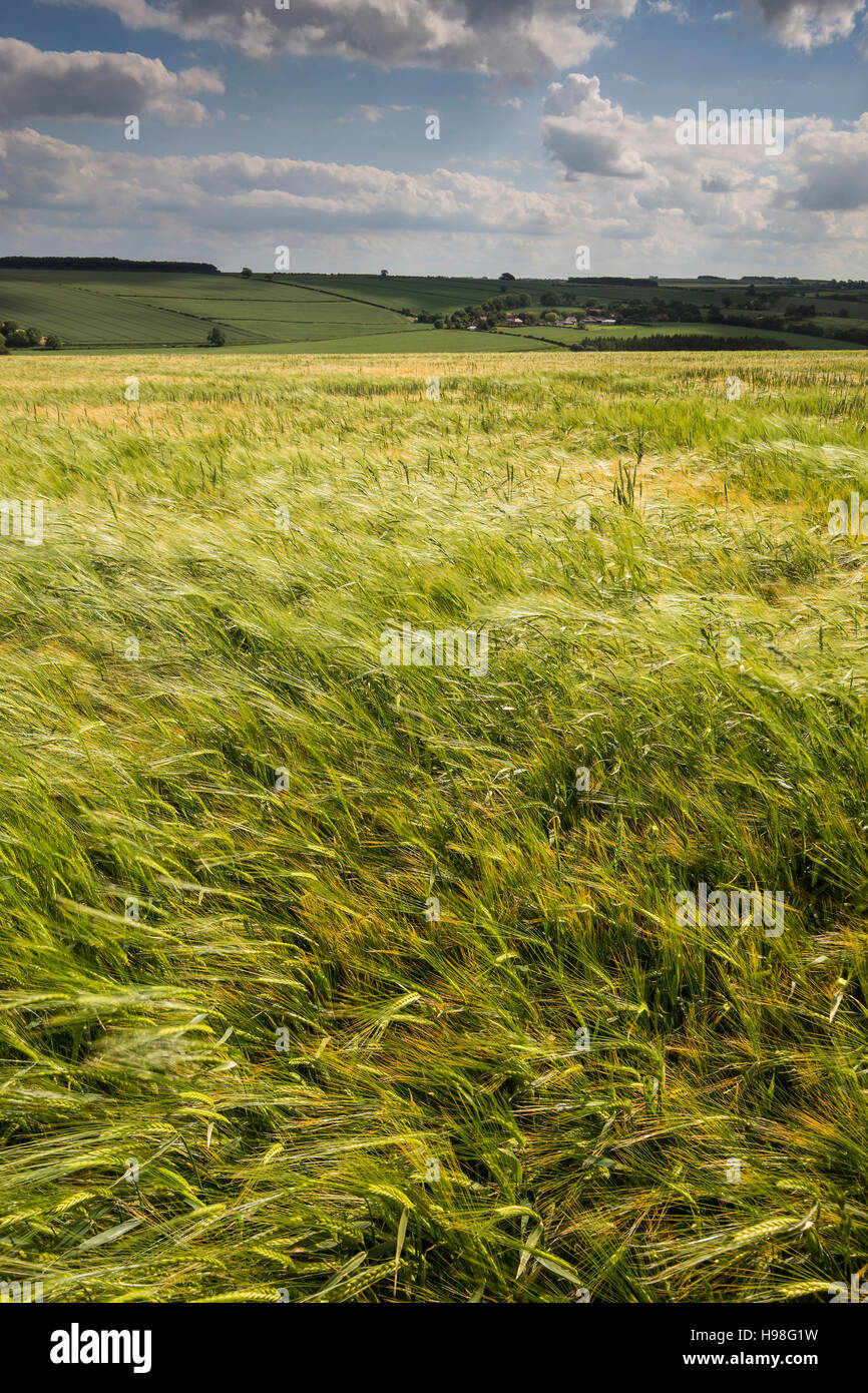 Barley Field neat Fimber, Yorkshire Wolds Stock Photo