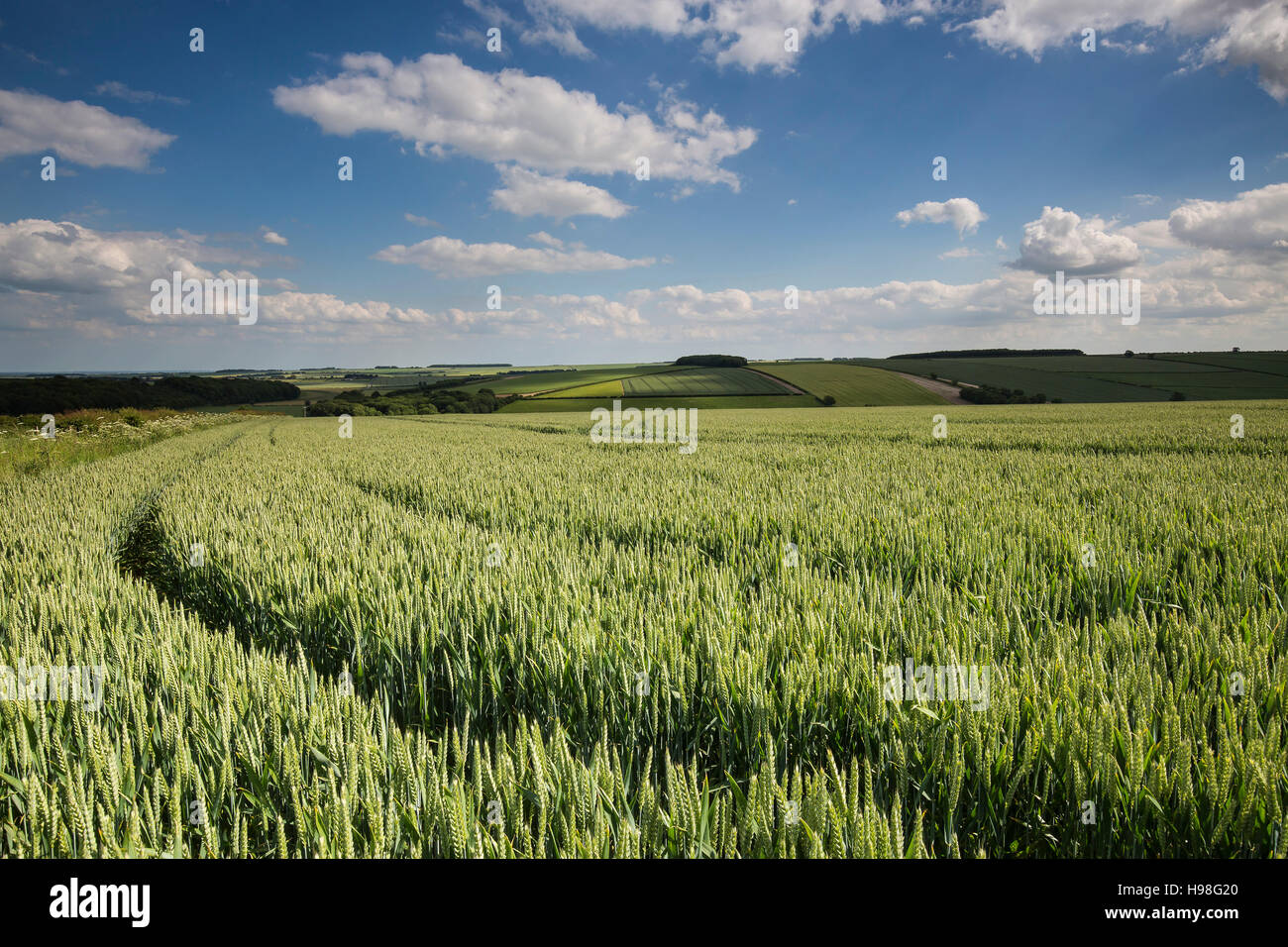 Wheat Field neat Fimber, Yorkshire Wolds Stock Photo