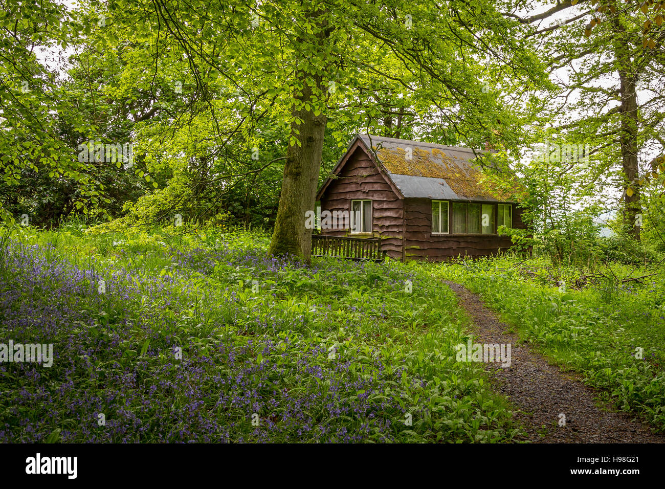 wooden hut in woods with blue bells Stock Photo