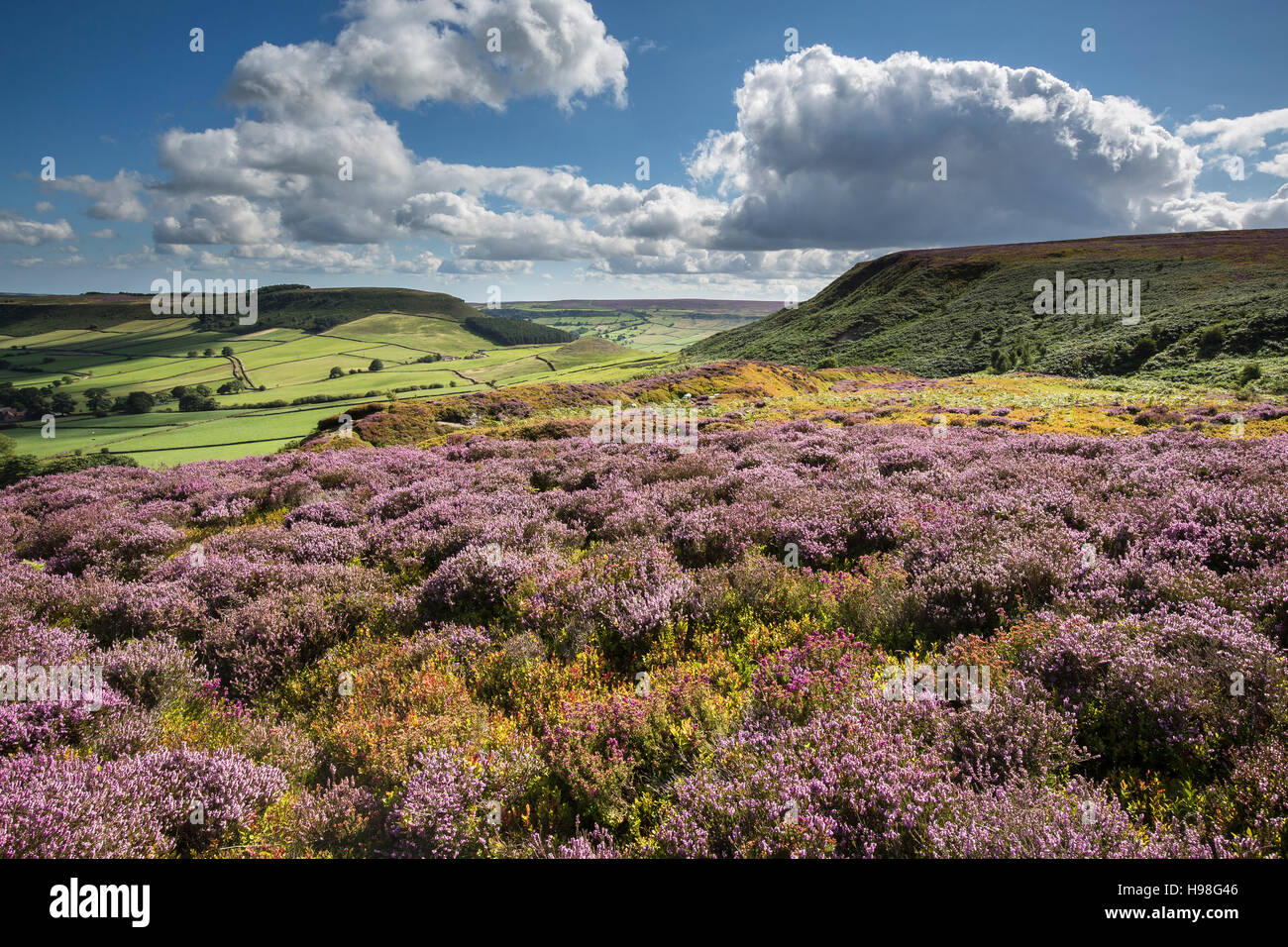 August Heather in Fryupdale, North York Moors National Park Stock Photo