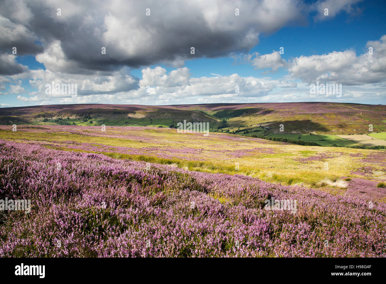 August Heather in Westerdale, North York Moors National Park Stock Photo