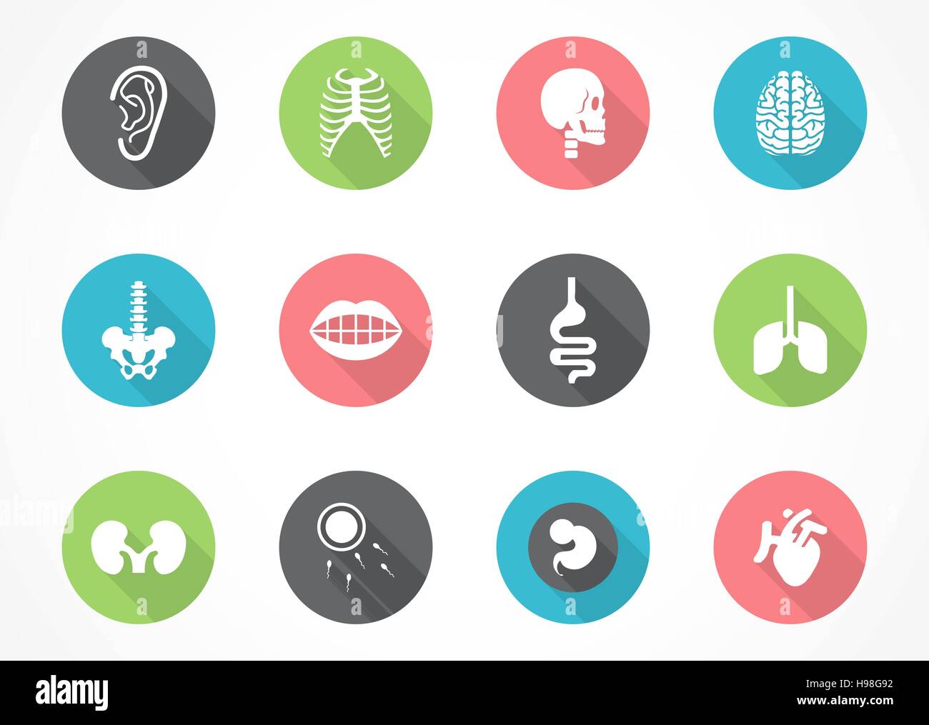 human anatomy icon set. Vector Illustration EPS 10 Stock Vector Image ...