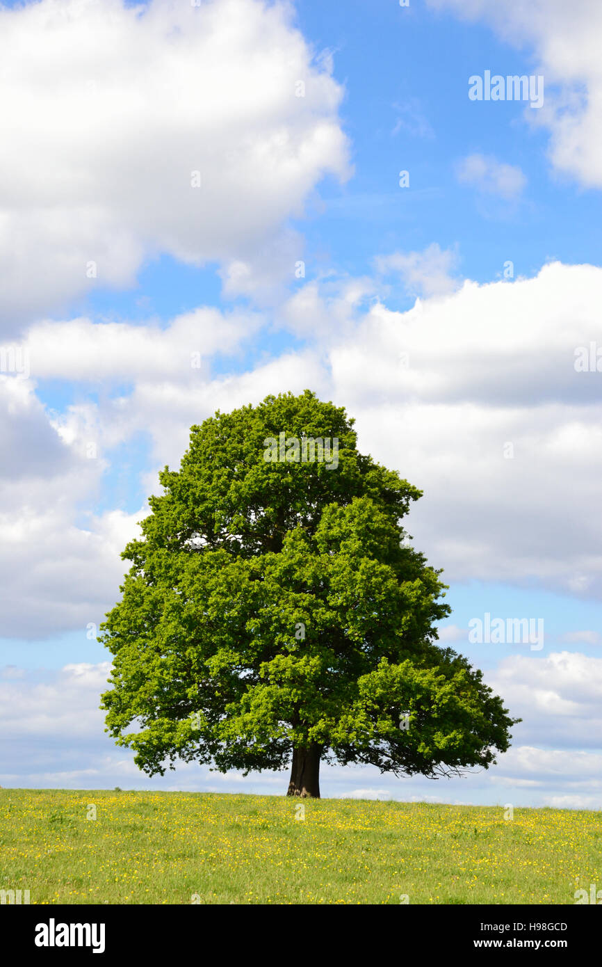 Single tree in a buttercup field under a cloudy blue sky Stock Photo