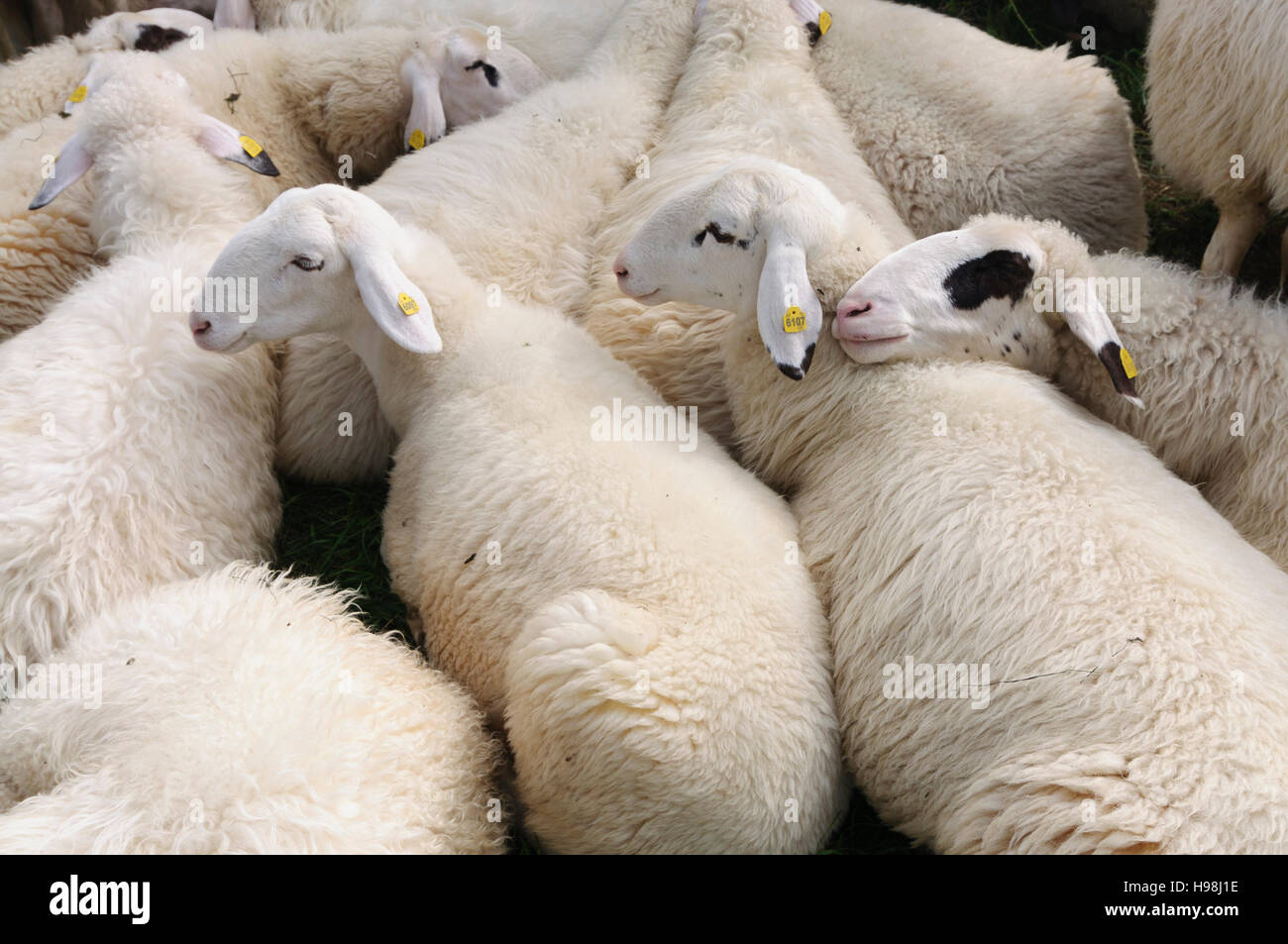 Sheep austria hires stock photography and images Alamy