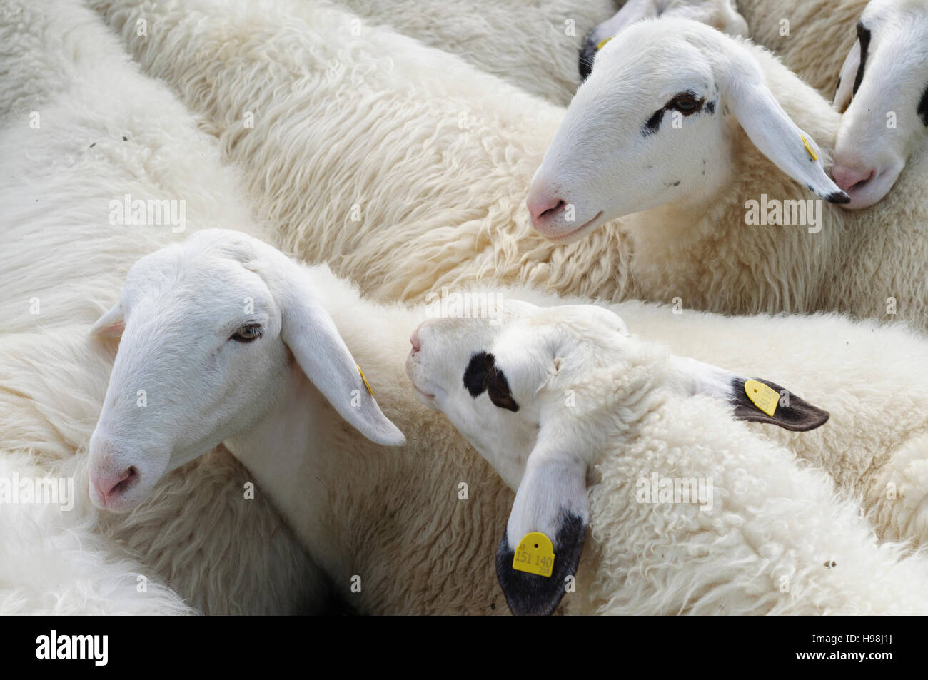  sheep cuddling, , Niederösterreich, Lower Austria, Austria Stock