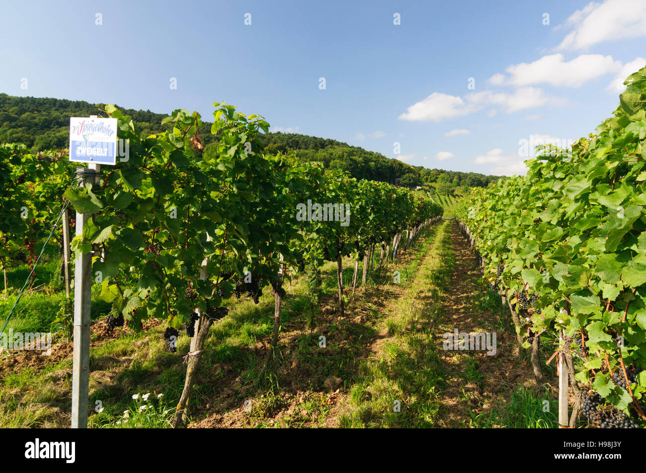 Wienerwald vienna hires stock photography and images Alamy