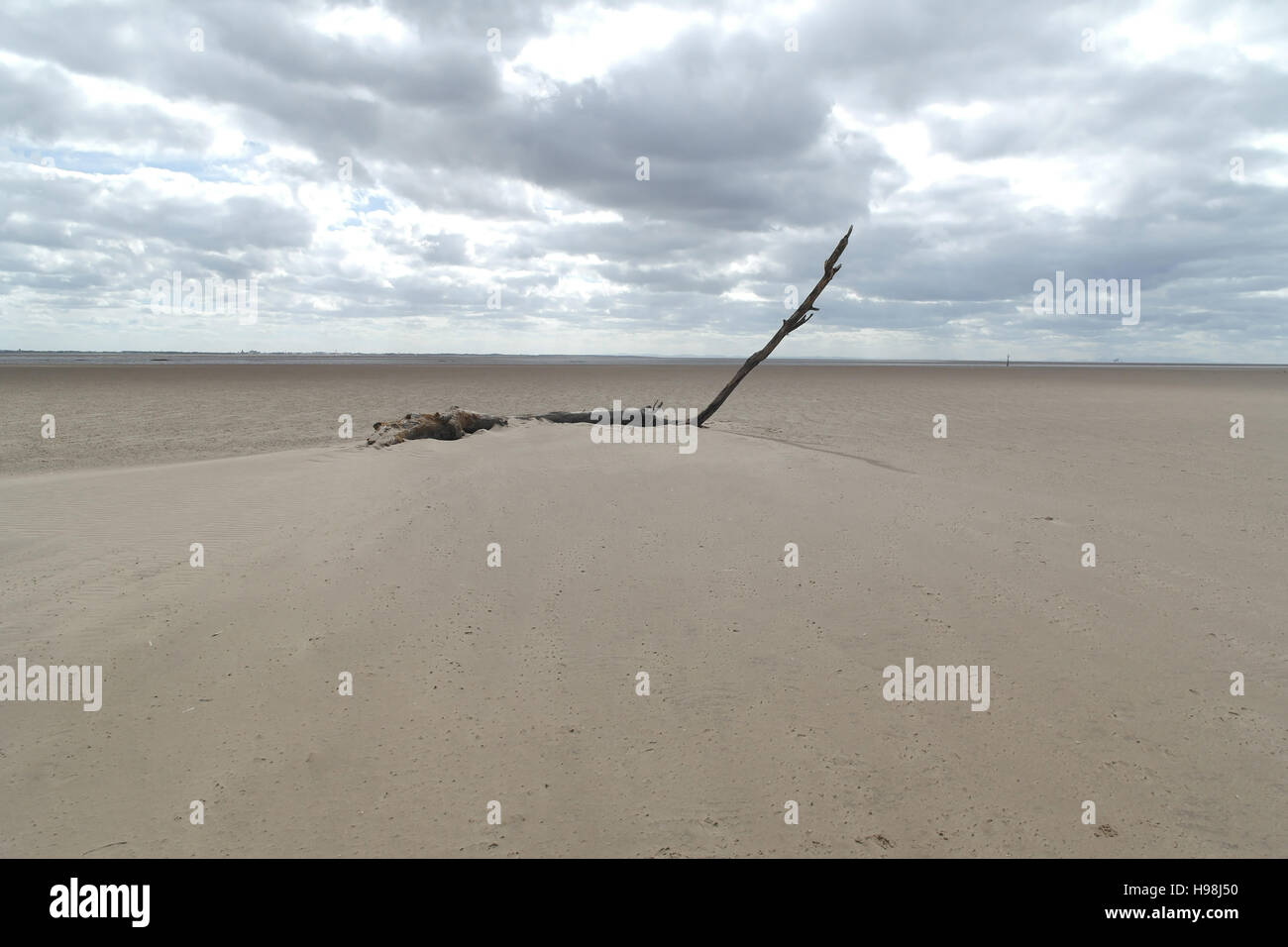 Wind-blown sand around tree log with tall slanting branch, south to low ...