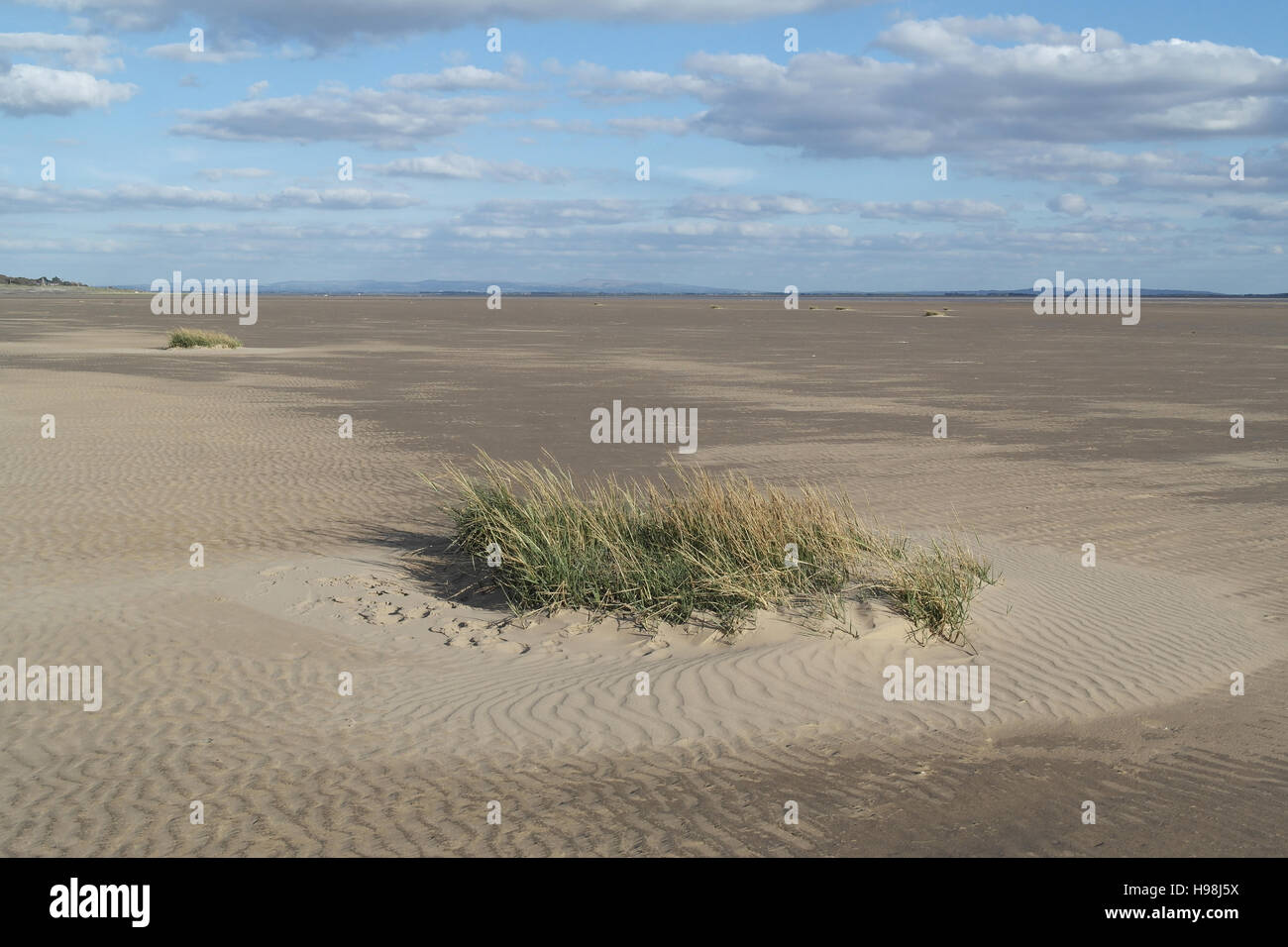 Blue sky white clouds view Spartina grass clump on sand beach expanse, east to Lytham and the West Pennines, Fairhaven, Fylde Coast, Lancashire, UK Stock Photo