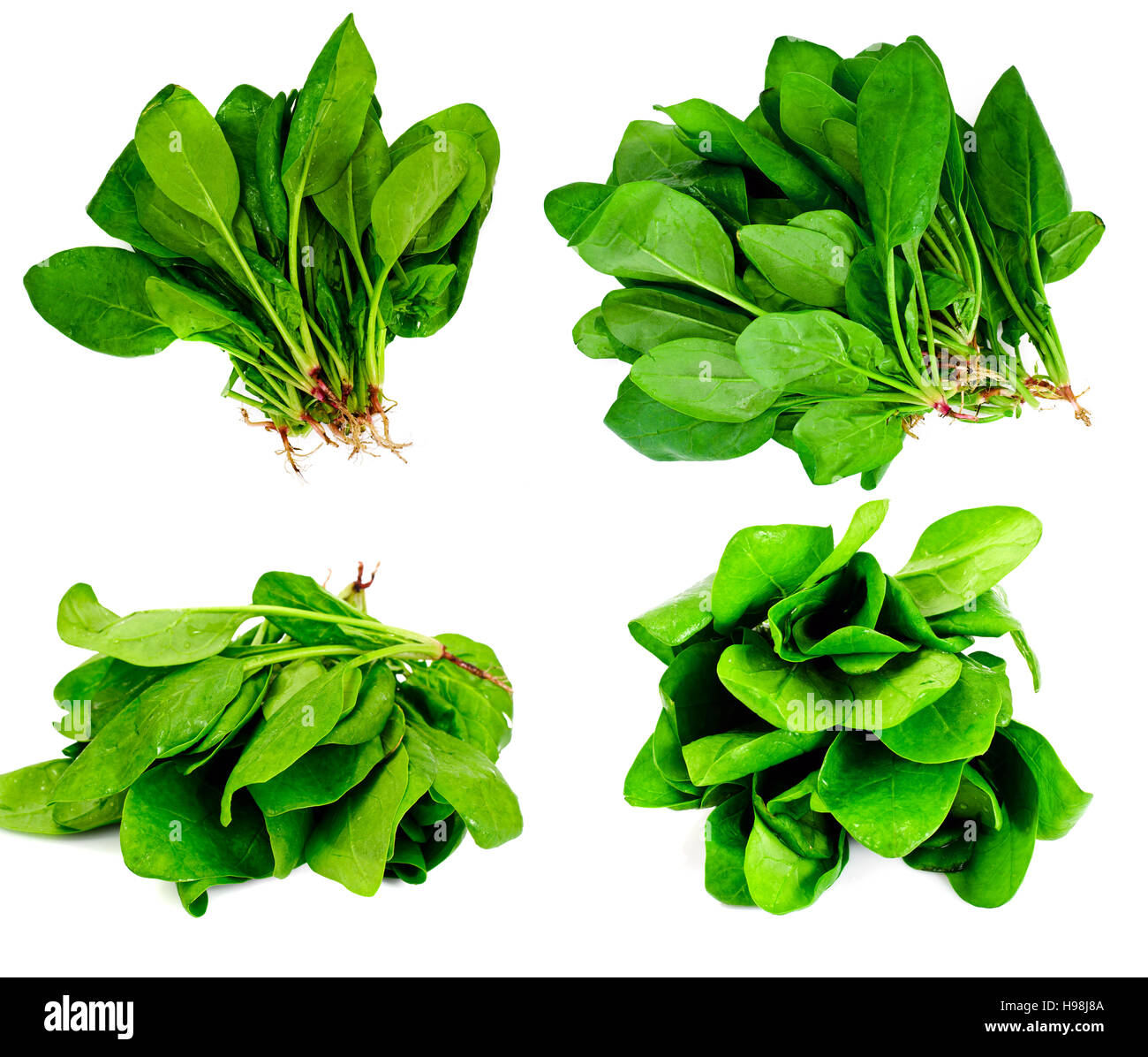 Juicy Fresh Spinach Leaves Set Isolated on White Background Studio
