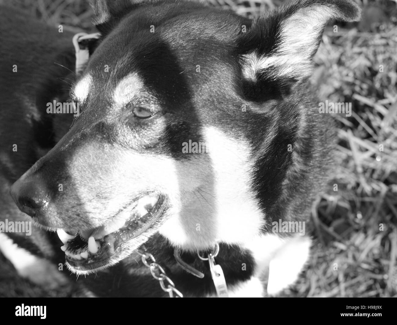 Collie Cross Breed Black Tan White Dog Stock Photo