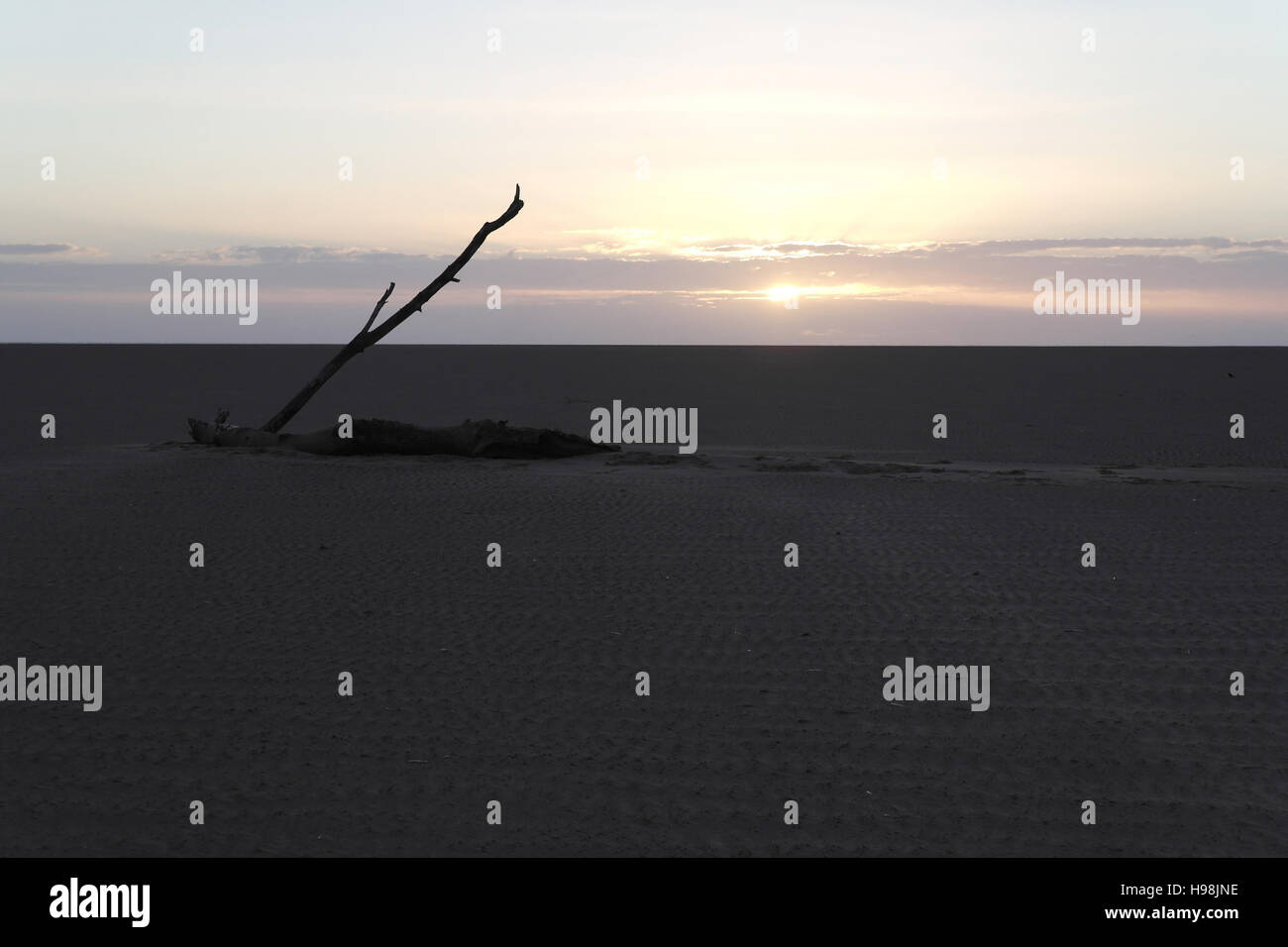 Tree trunk with tall slanting branch at one end on flat expanse of dry ...