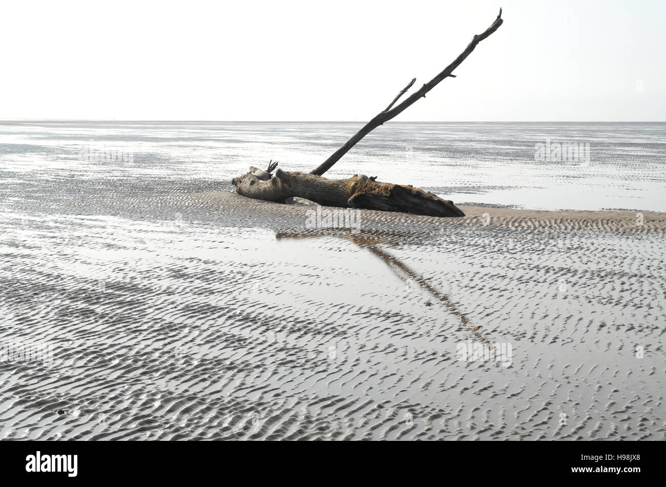 White sky sunny view tree trunk log with tall slanting branch on wet ...