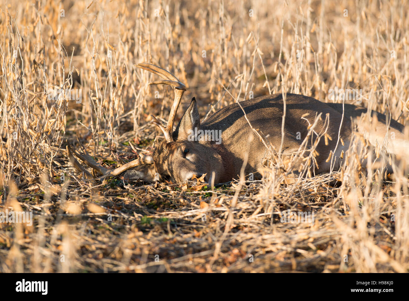 Whitetail Deer hunting in Minnesota Stock Photo Alamy