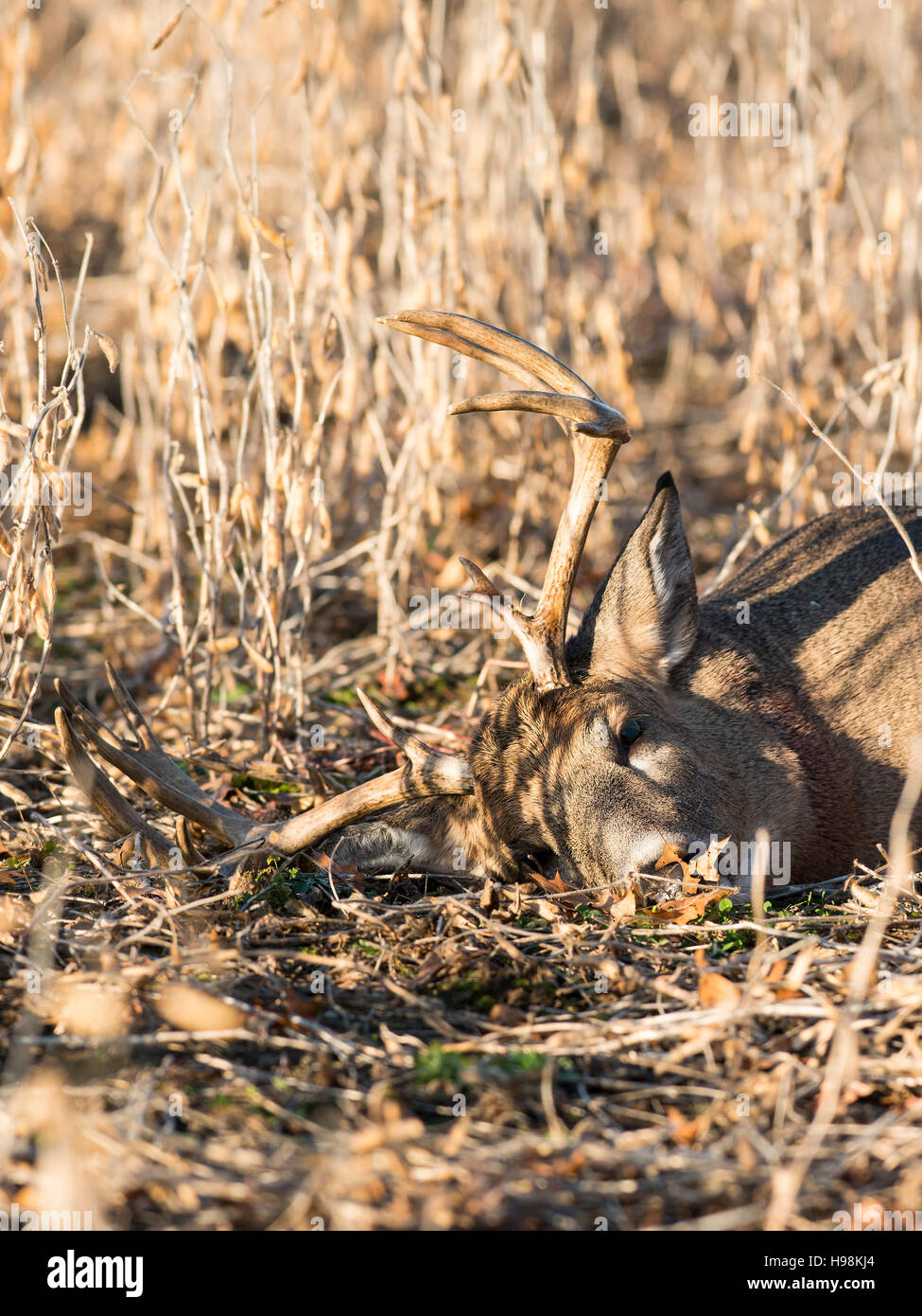 Whitetail Deer hunting in Minnesota Stock Photo Alamy