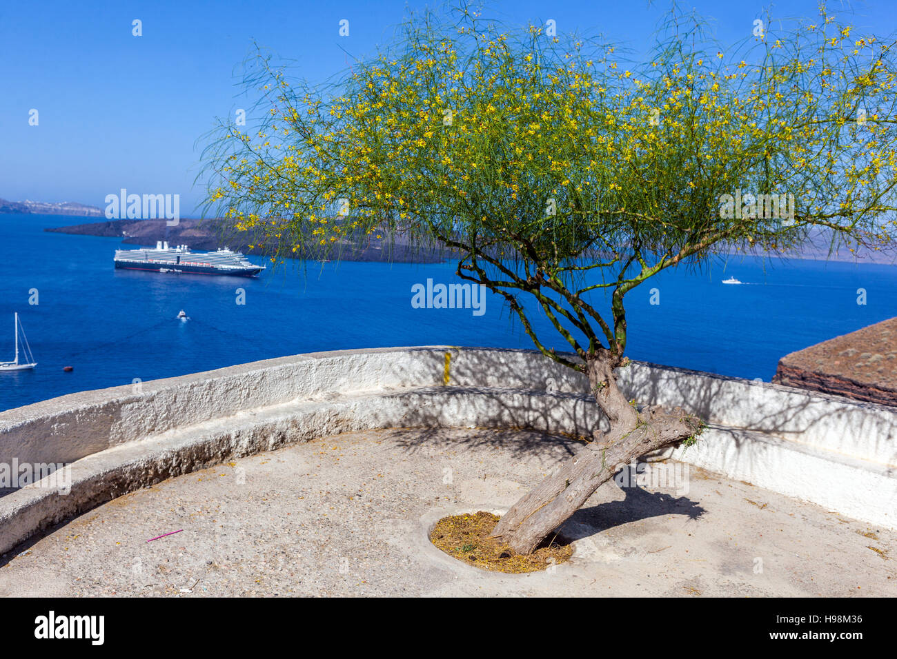 The terrace above Sea, Path to Fira, Santorini, Cyclades, Greek Islands, Greece flowering tree yellow Parkinsonia Stock Photo