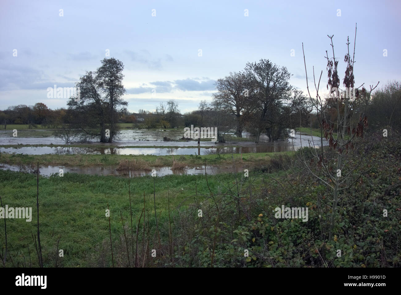 River Culm, East Devon, UK. 20th Nov, 2016. Flooding on the River Culm near Cullompton East Devon, dusk on Sunday 20 November 2016 with forecast of more heavy rain to come overnight Credit:  Martin Hughes-Jones/Alamy Live News Stock Photo