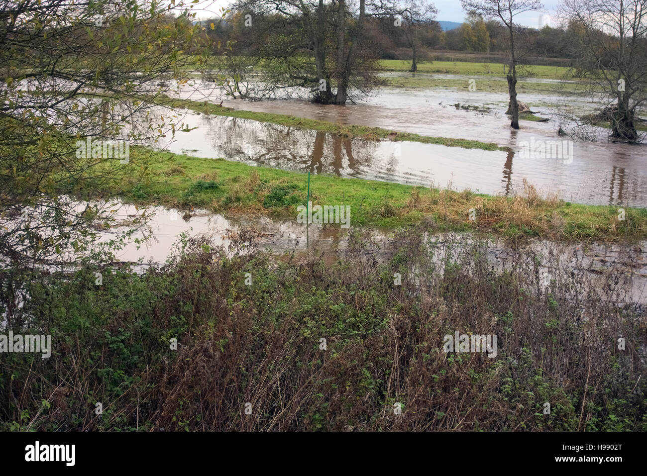 River Culm, East Devon, UK. 20th Nov, 2016. Flooding on the River Culm near Cullompton East Devon, dusk on Sunday 20 November 2016 with forecast of more heavy rain to come overnight Credit:  Martin Hughes-Jones/Alamy Live News Stock Photo