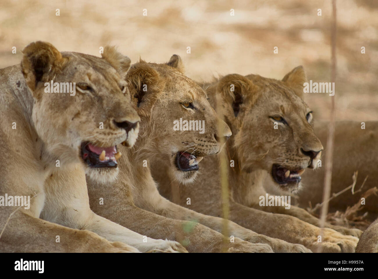Three sisters resting and keeping an eye open for the next good meal Stock Photo