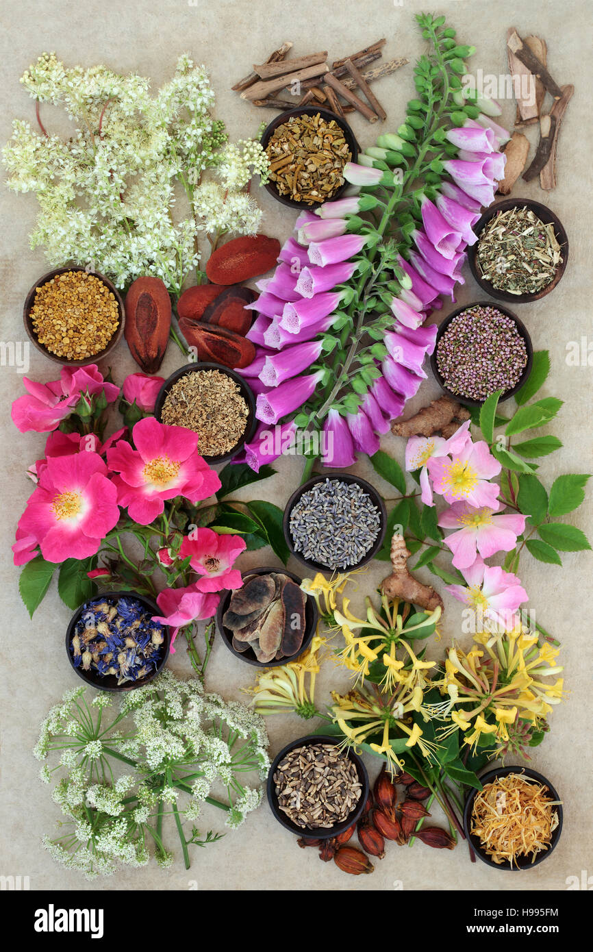 Herbal medicine selection of fresh and dried herbs and flowers on hemp