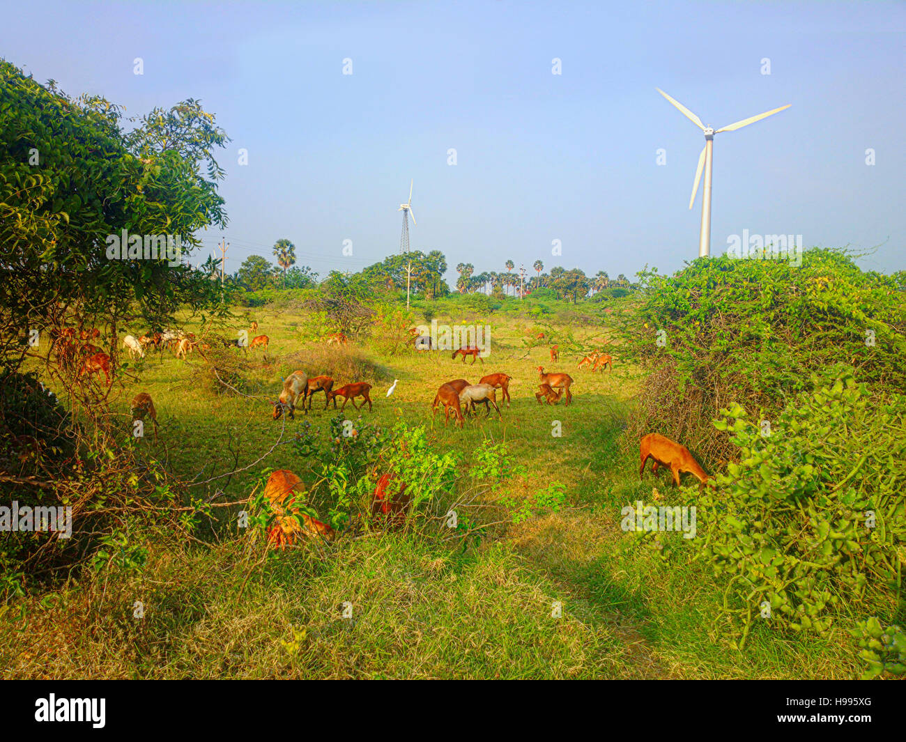 Colorful modern rustic idyll (pastoral, cozy place) in India. Fine-wooled Indian lamb, prickly acacia, flowering shrubs, cattle egrets (Bubulcus ibis) Stock Photo