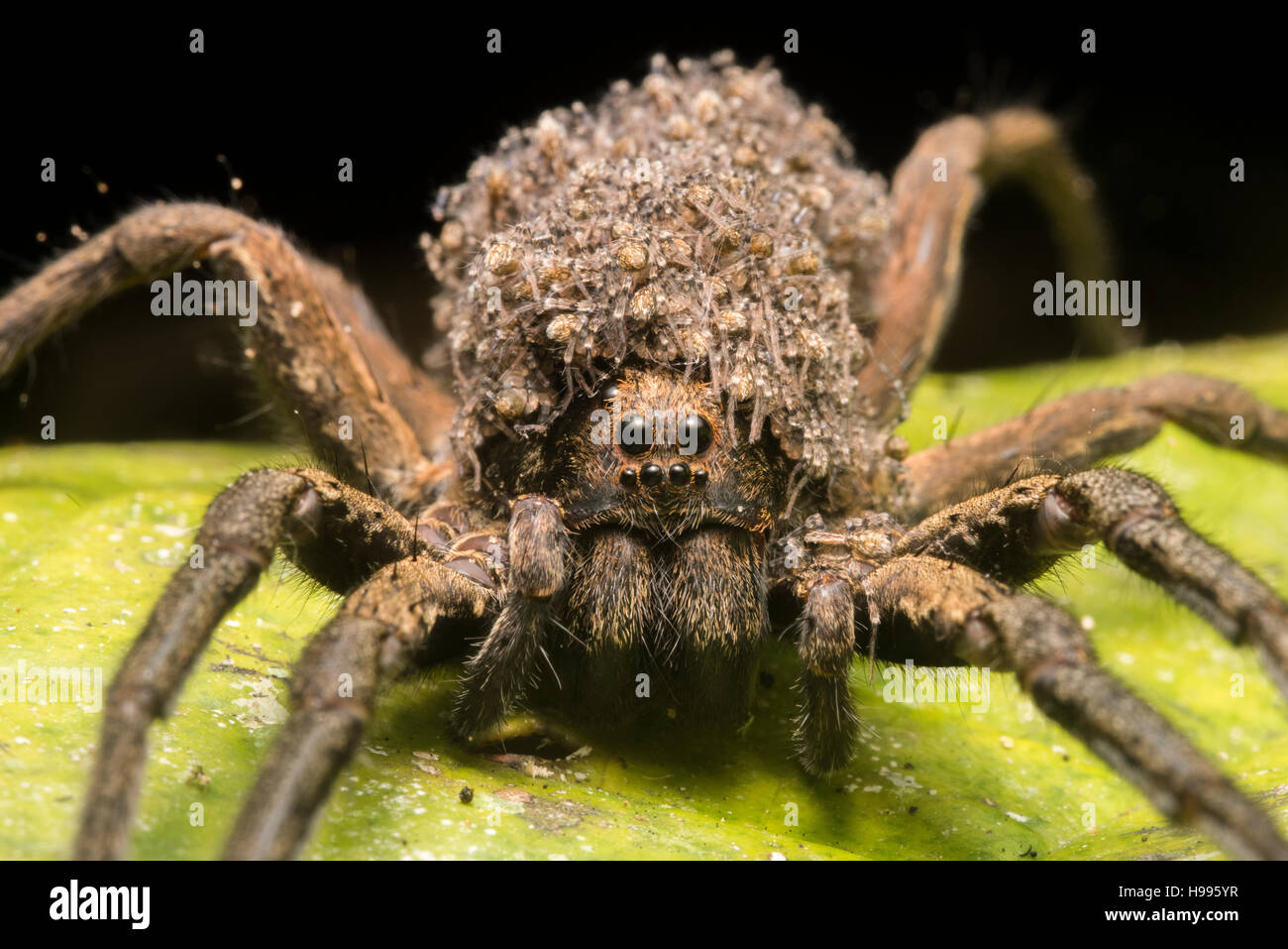 A female wolf spider (Hogna sp.) carries her multitudes of young on her back. Stock Photo