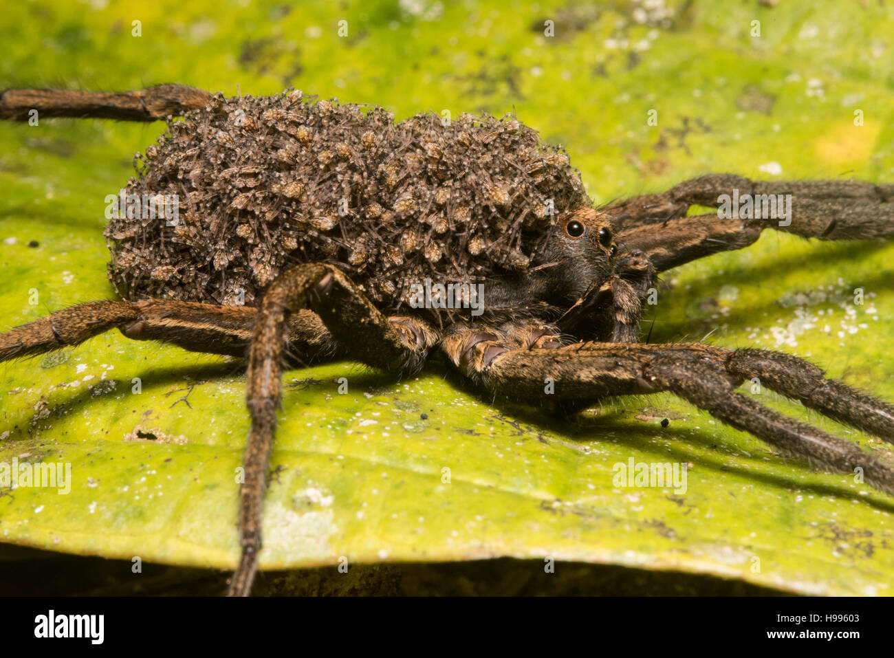 A female wolf spider (Hogna sp.) carries her multitudes of young on her back. Stock Photo