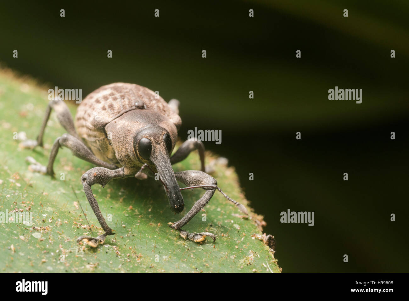 A small unidentified weevil species from the Peruvian jungle. Stock Photo