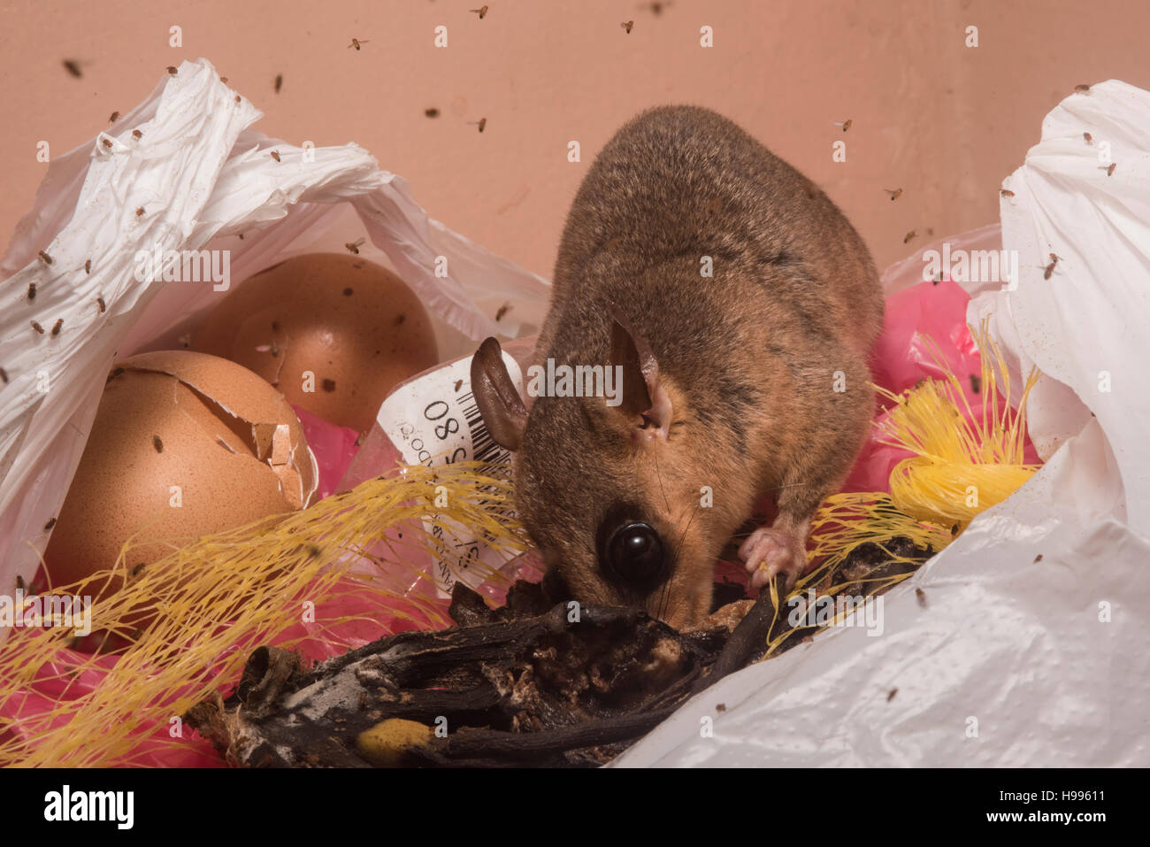 A mouse opossum (Marmosa sp.) raids the trash in Peru. Stock Photo