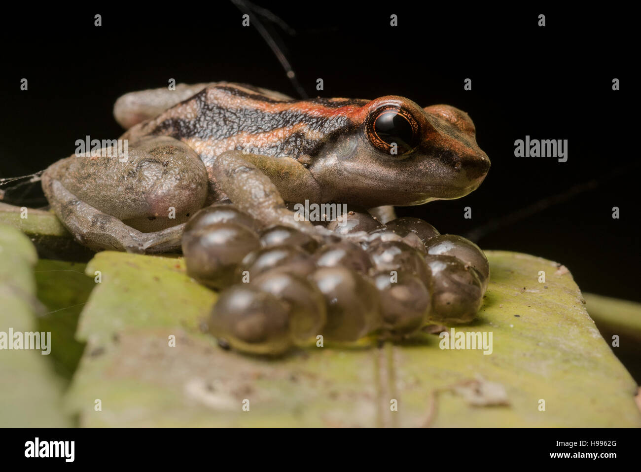 A male Los tayos Rocket frog (Hyloxalus nexipus) guards his eggs in the ...