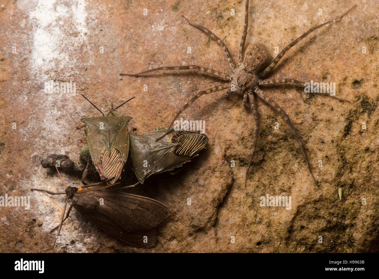 A gathering of an spider and several insects, including two stink bugs ...