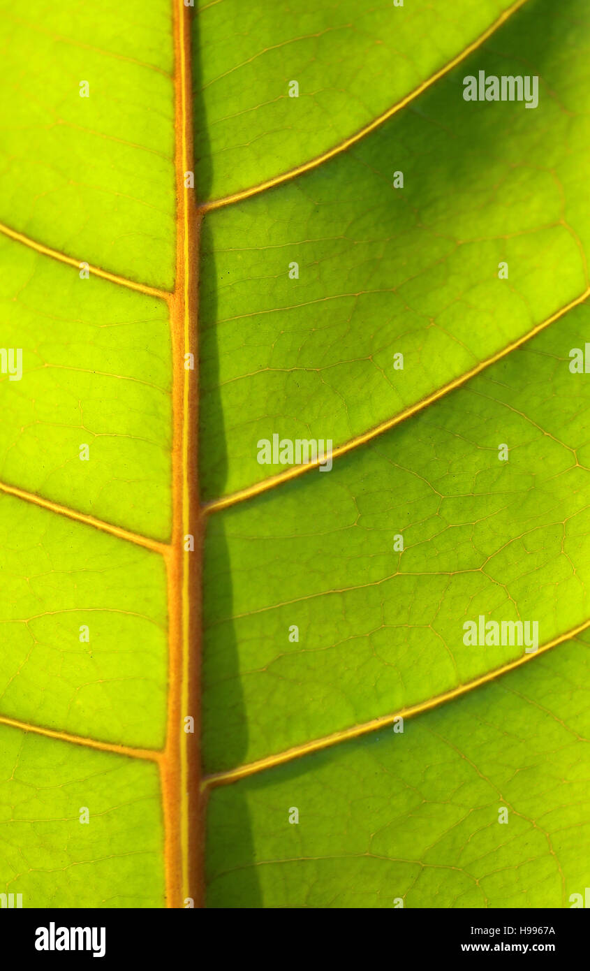 Beautiful green leaf tropical plants photographed in close-up Stock ...