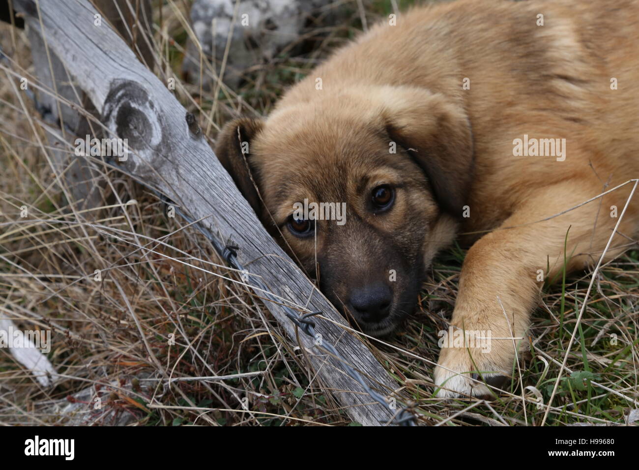 A stray puppy laying on a grass. Stock Photo