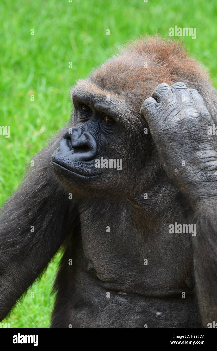 Gorilla scratching its head close up Stock Photo - Alamy