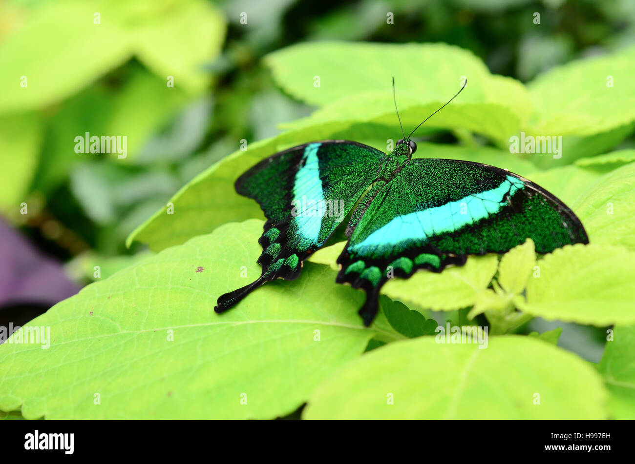 Butterfly on a leaf close up Stock Photo