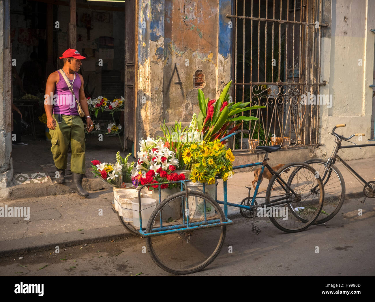 Havana, Cuba Flower shop and delivery bikes, Old Havana Stock Photo