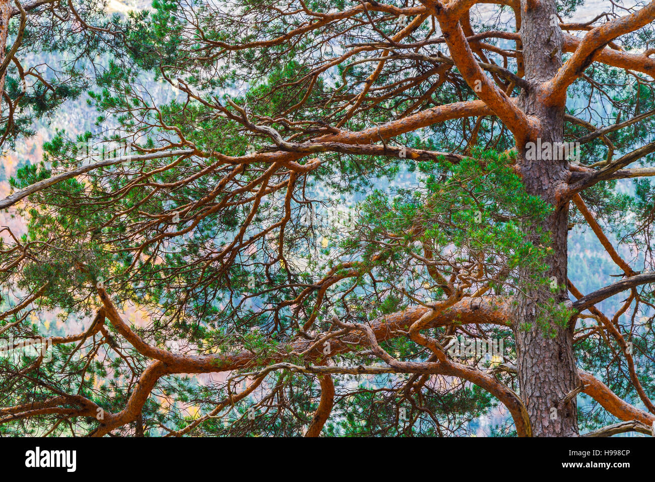 Mountain pine (Pinus uncinata). Stock Photo